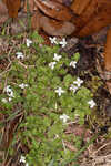 Innocence <BR>Roundleaf bluet